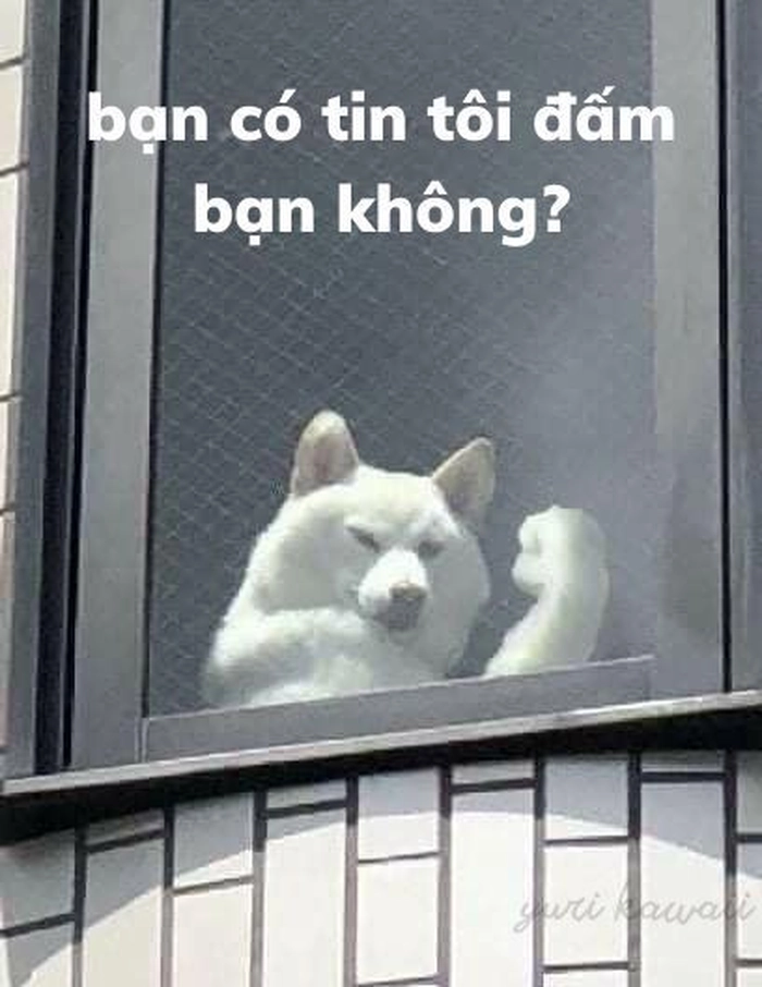 Meme chó cơ bắp cực hài