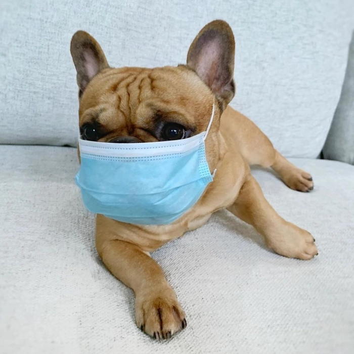 Meme chó đeo khẩu trang chế bựa