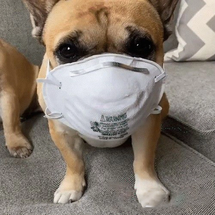 Meme chó đeo khẩu trang hài hước