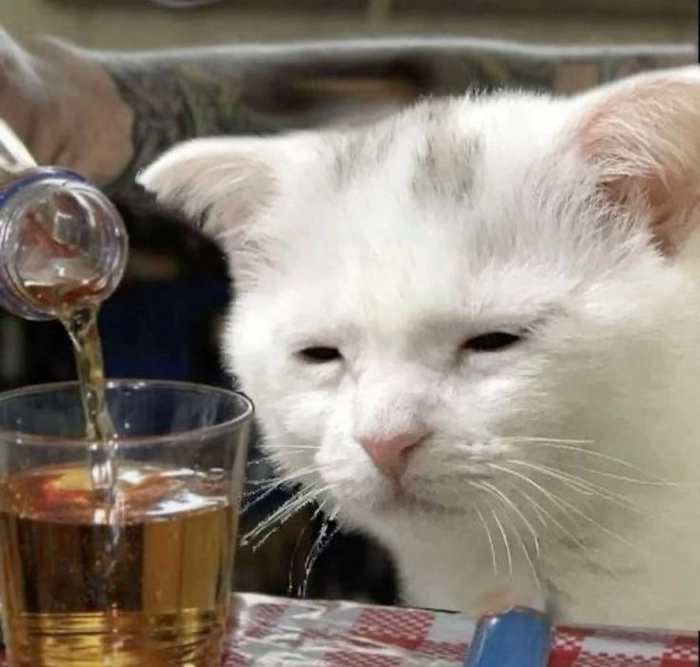 Meme chó mèo cute dễ thương