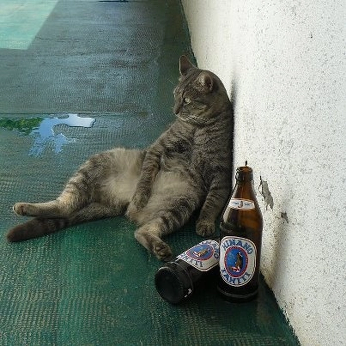 Meme chó mèo cute siêu dễ thương