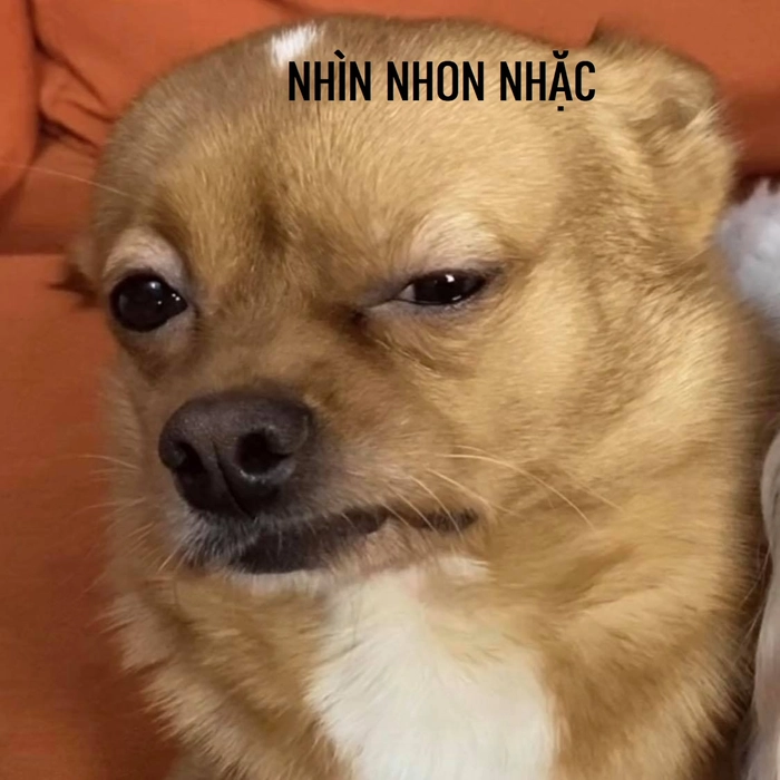 Meme chó méo miệng cười xỉu