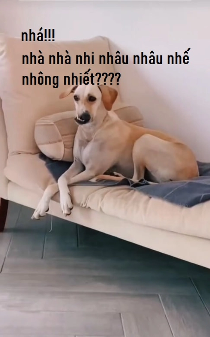 Meme chó méo miệng hài khó đỡ