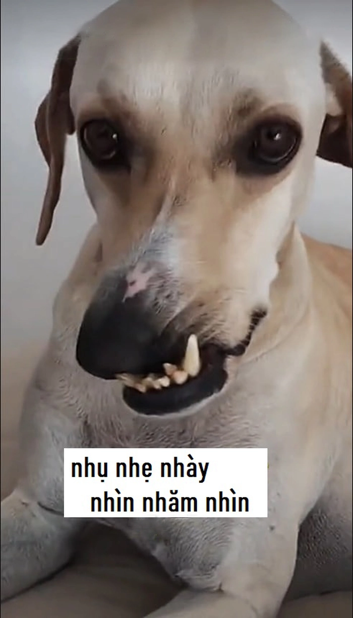 Meme chó méo miệng hot trend