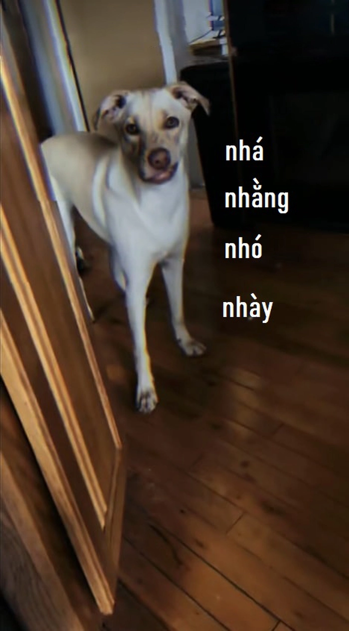 Meme chó méo miệng lầy lội