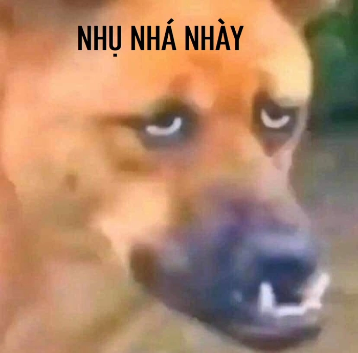 Meme chó méo mồm chế ảnh vui