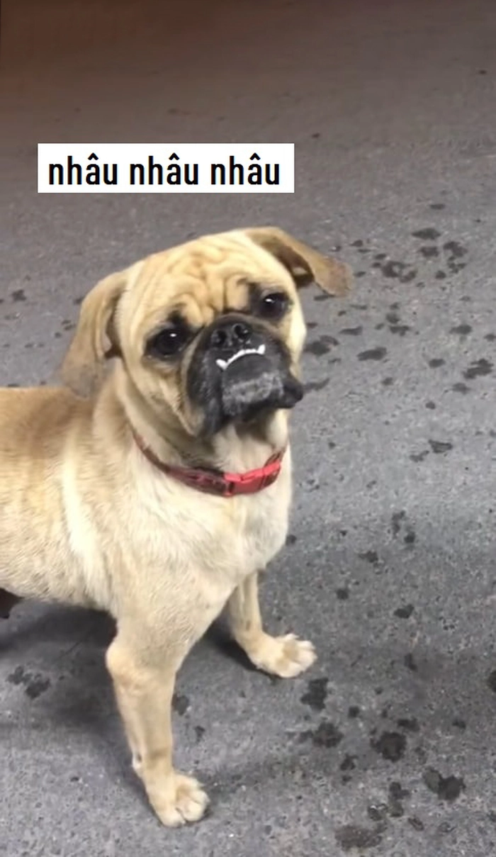 Meme chó méo mồm hài hước
