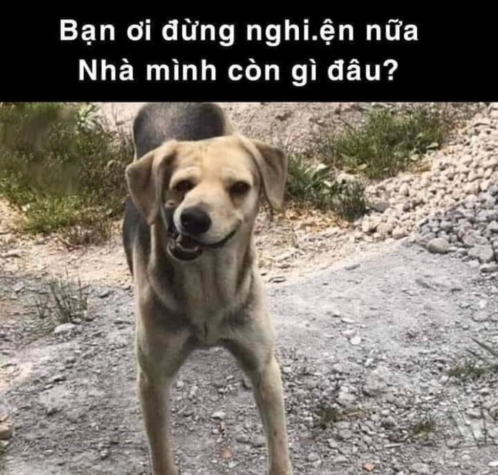 Meme chó méo mồm nhìn là cười
