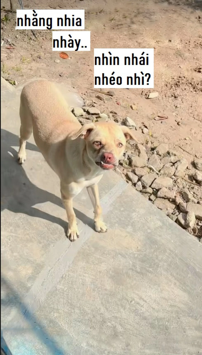 Meme chó méo mồm viral mạng xã hội