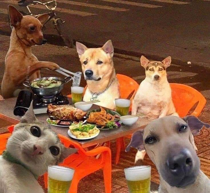 Meme chó mèo nhậu bá đạo
