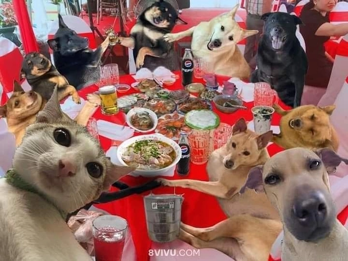 Meme chó mèo nhậu say xỉn