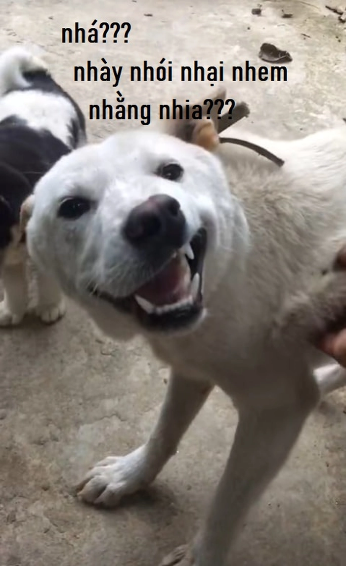 Meme chó răng hô chế hài hước