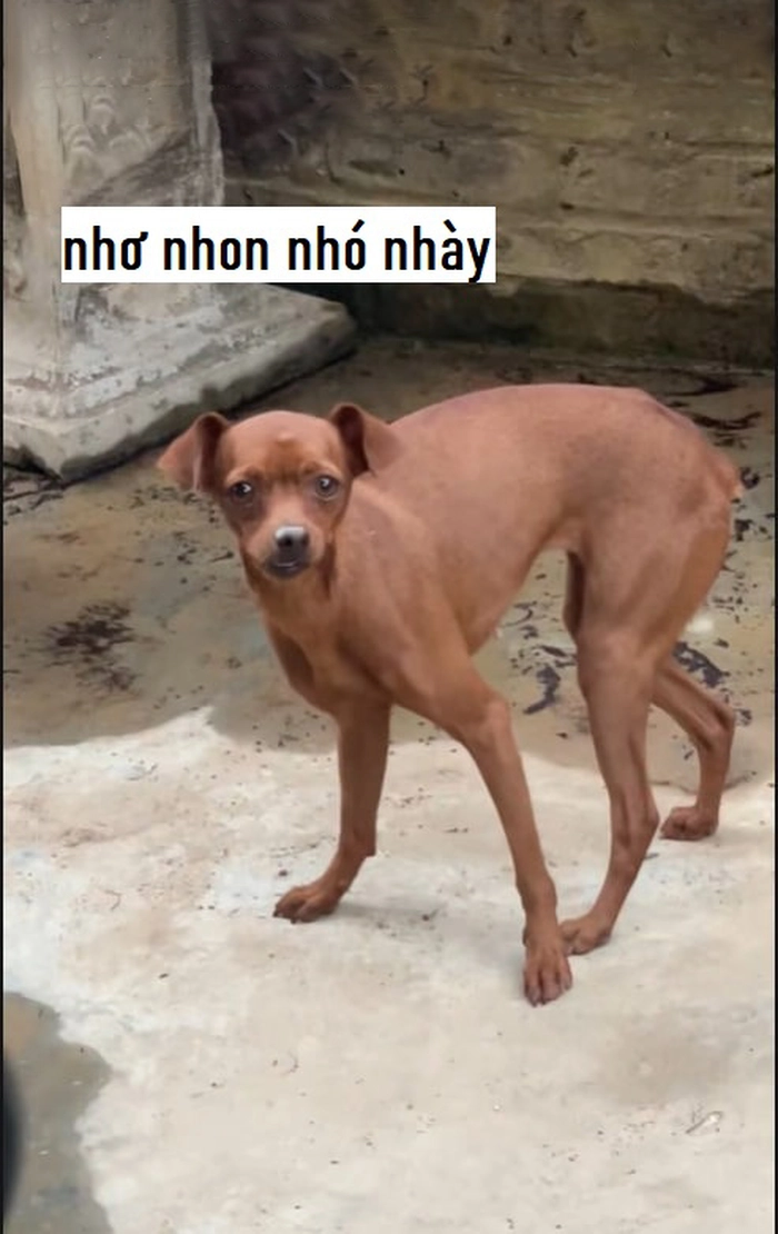 Meme chó răng hô cực dễ thương