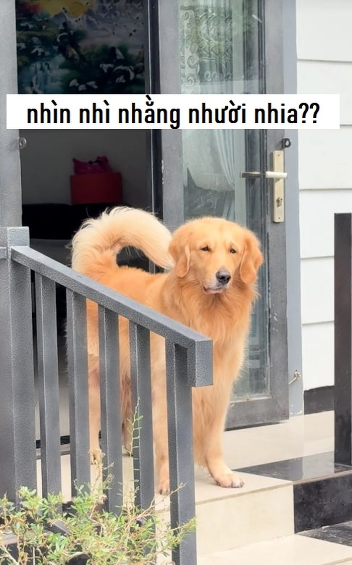 Meme chó răng hô siêu hài