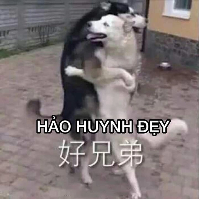 Meme chó sói biểu cảm hài