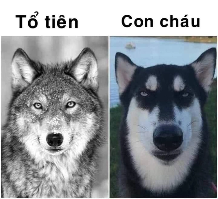Meme chó sói chế bá đạo
