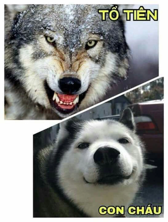 Meme chó sói cười troll