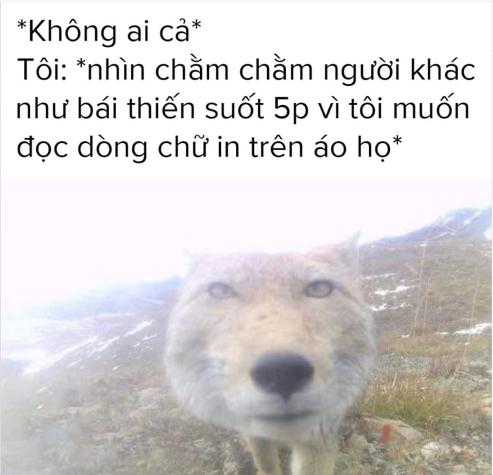 Meme chó sói hài khó nhịn