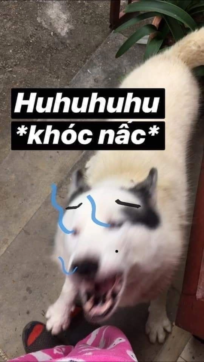 Meme chó trắng cười ngất