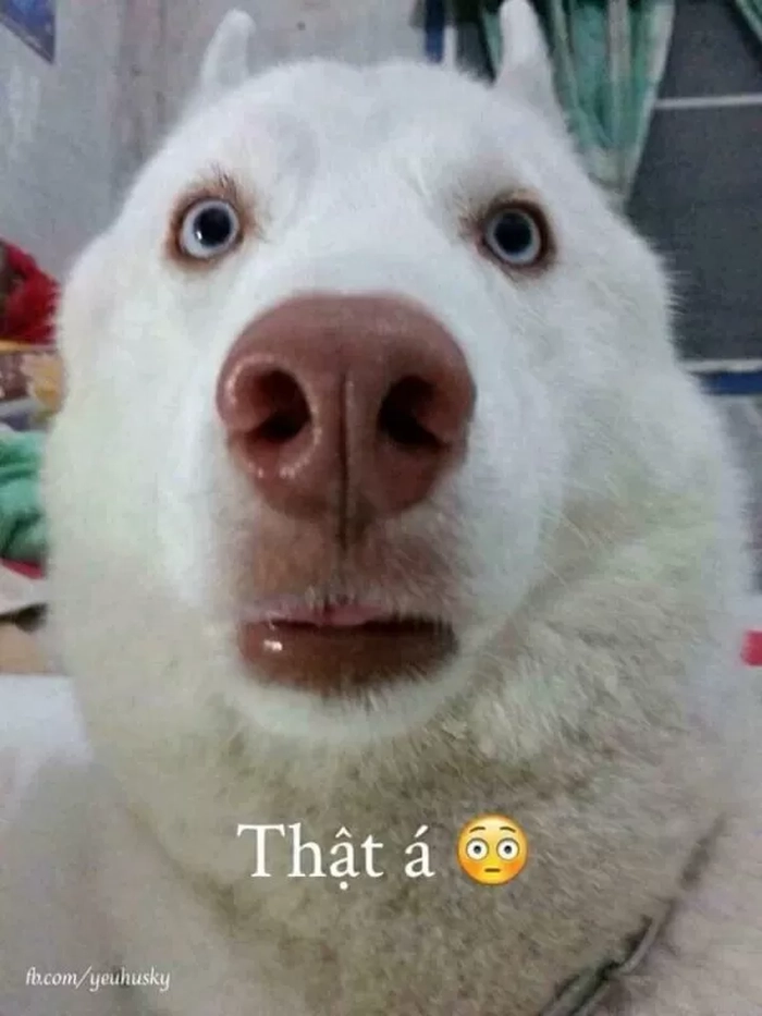 Meme chó trắng hài hước