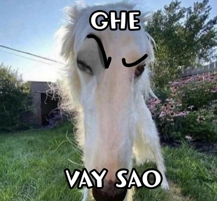 Meme chó trắng lầy lội
