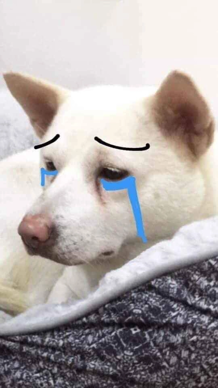 Meme chó trắng mũi đỏ dễ thương