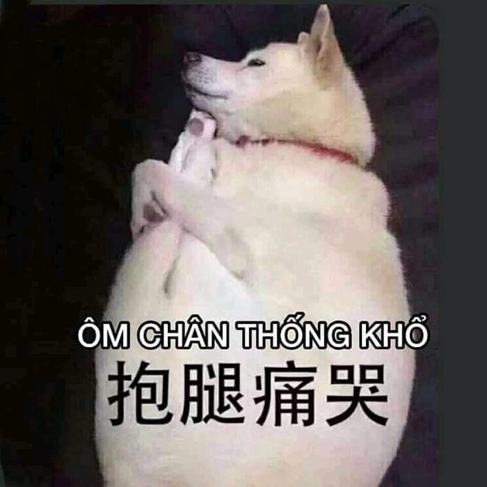 Meme chó trắng siêu hài