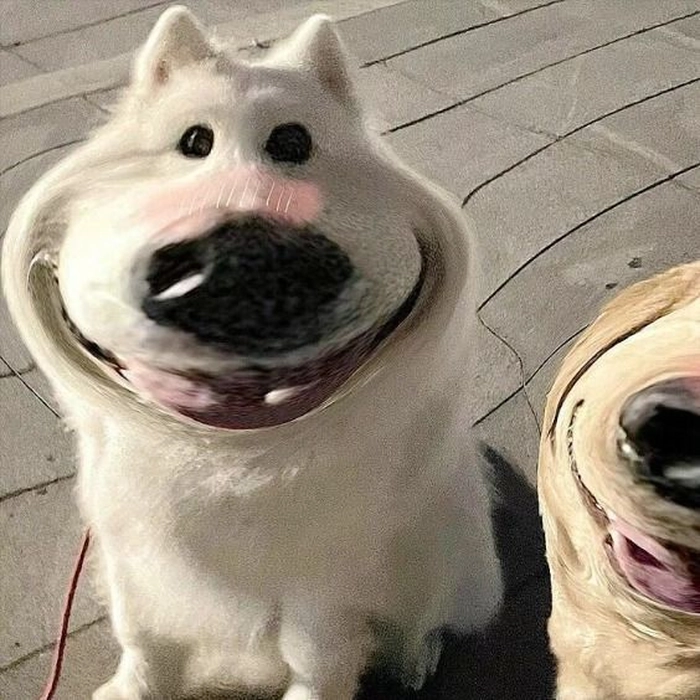 Meme chó trắng troll bá đạo