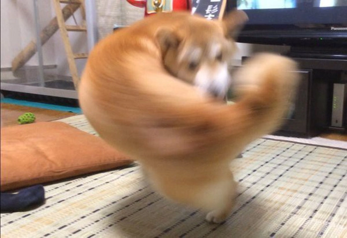 Meme chó vàng cơ bắp đáng yêu