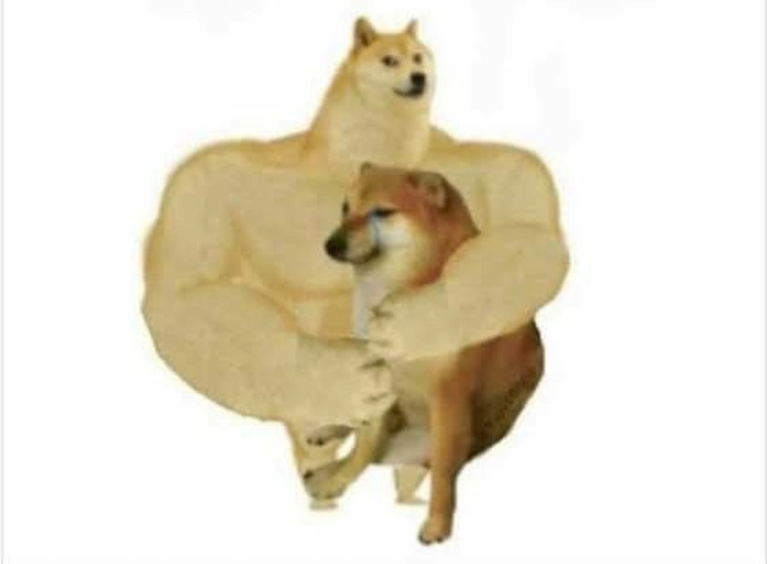 Meme chó vàng cơ bắp ngộ nghĩnh