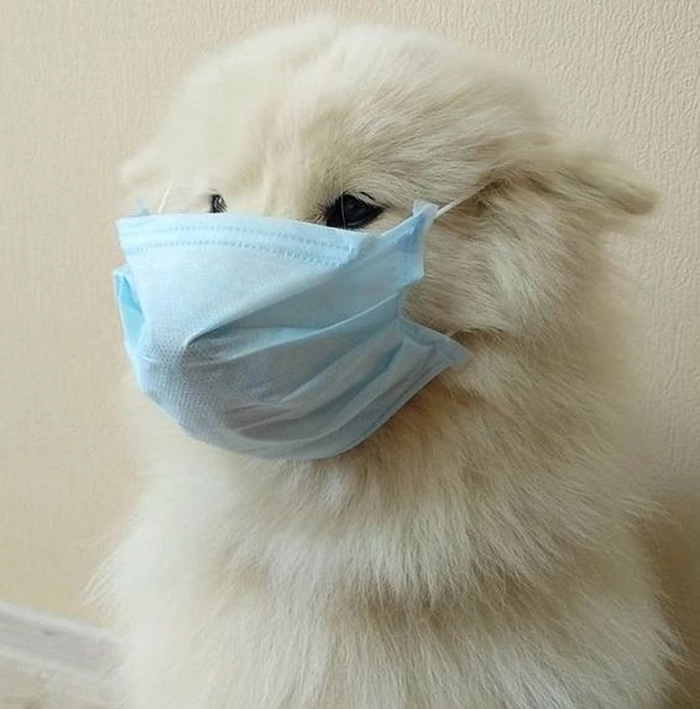 Meme con chó đeo khẩu trang bá đạo