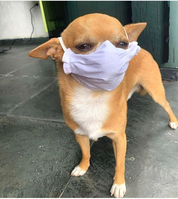 Meme con chó đeo khẩu trang hài hước nhất