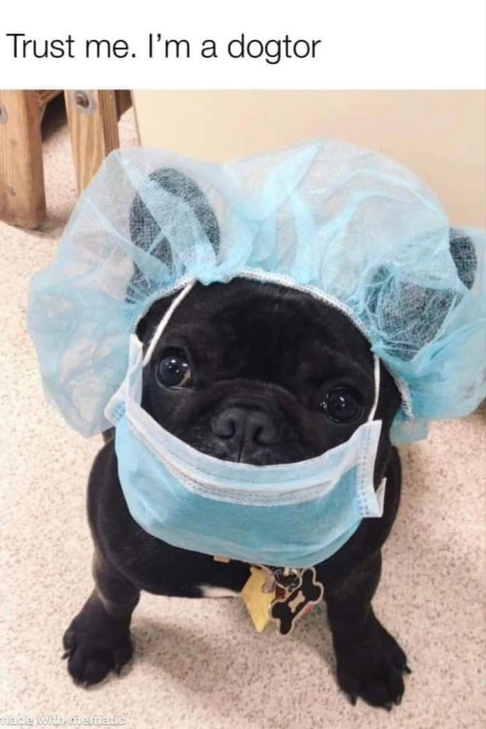 Meme con chó đeo khẩu trang hài hước