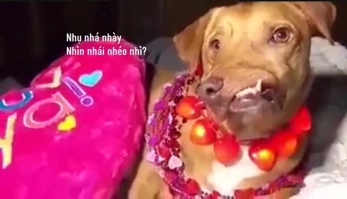 Meme con chó méo mồm bá đạo