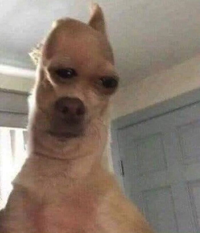 Meme con chó méo mồm đáng yêu
