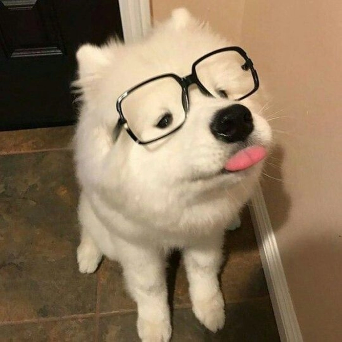 Meme con chó trắng biểu cảm