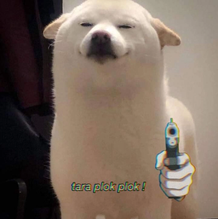 Meme con chó trắng dễ thương
