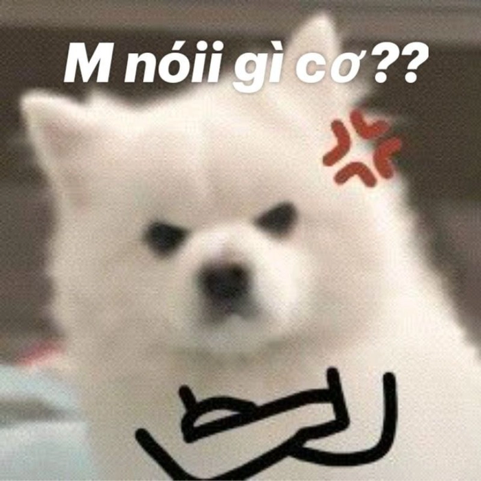 Meme con chó trắng ngộ nghĩnh