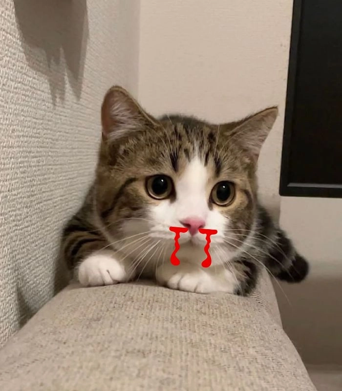 Meme con mèo chảy máu mũi độc đáo