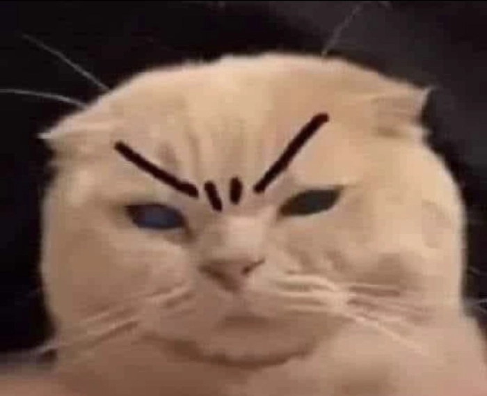 Meme con mèo liếc cực hài