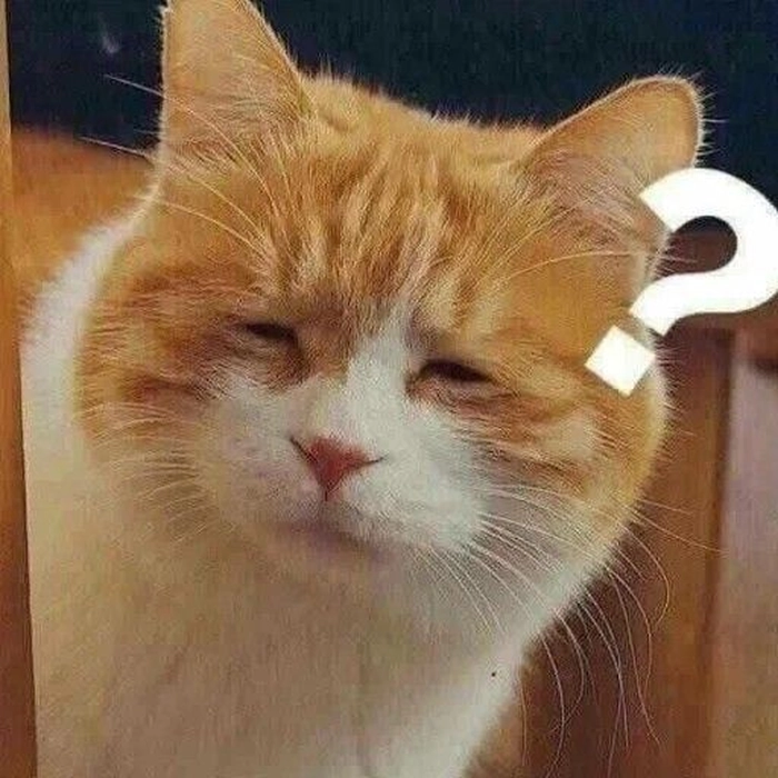 Meme con mèo liếc dễ thương