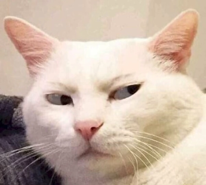 Meme con mèo liếc hài hước