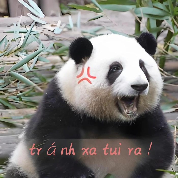 Meme gấu trúc bất lực vui nhộn