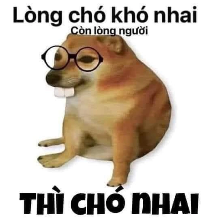 Meme lòng chó khó nhai hài hước
