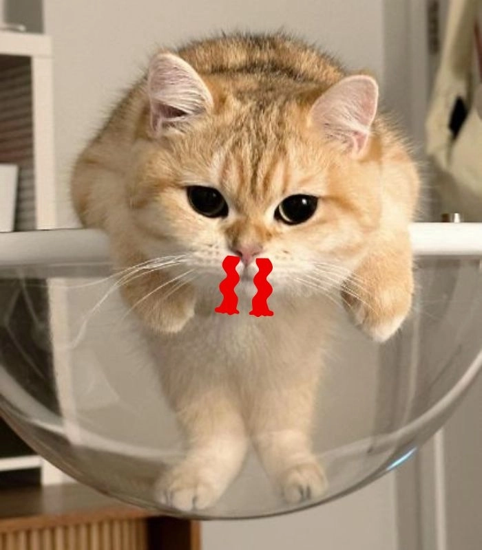 Meme mèo chảy máu cam bá đạo