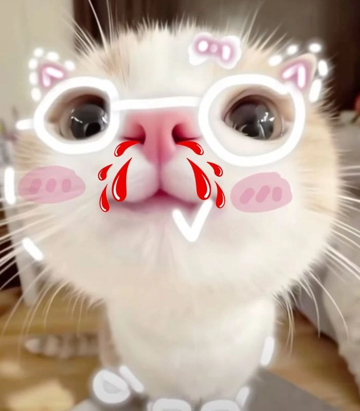 Meme mèo chảy máu cam chế hài