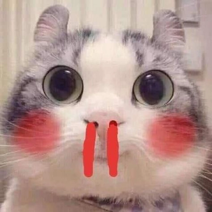 Meme mèo chảy máu cam hài hước