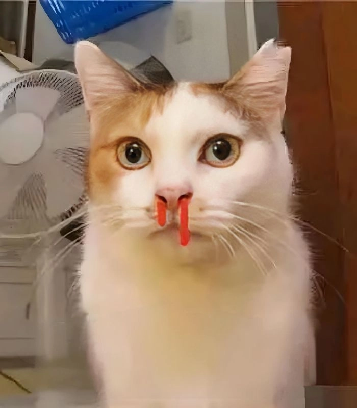 Meme mèo chảy máu cam vui nhộn