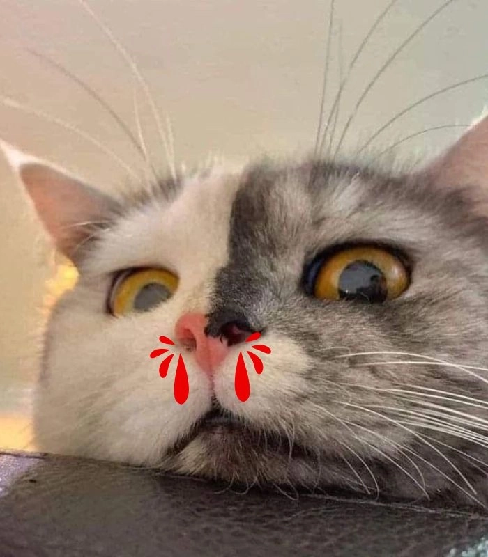 Meme mèo chảy máu mũi biểu cảm