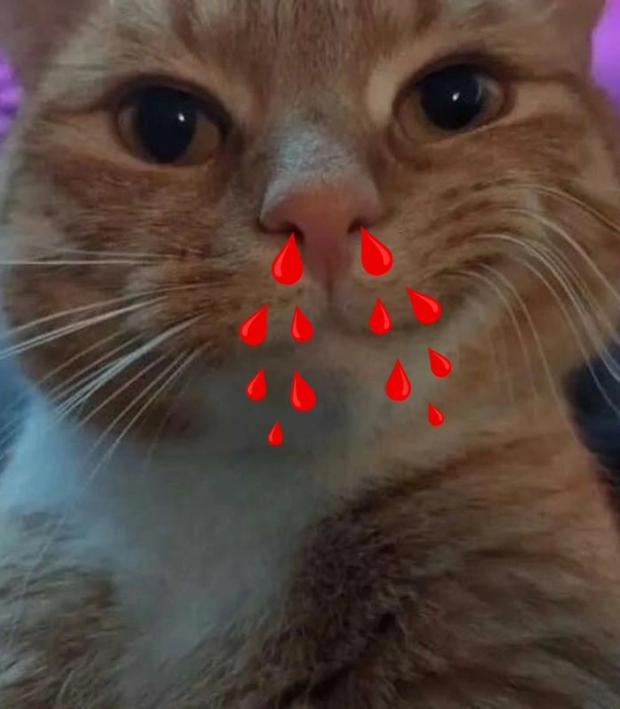 Meme mèo chảy máu mũi đáng yêu